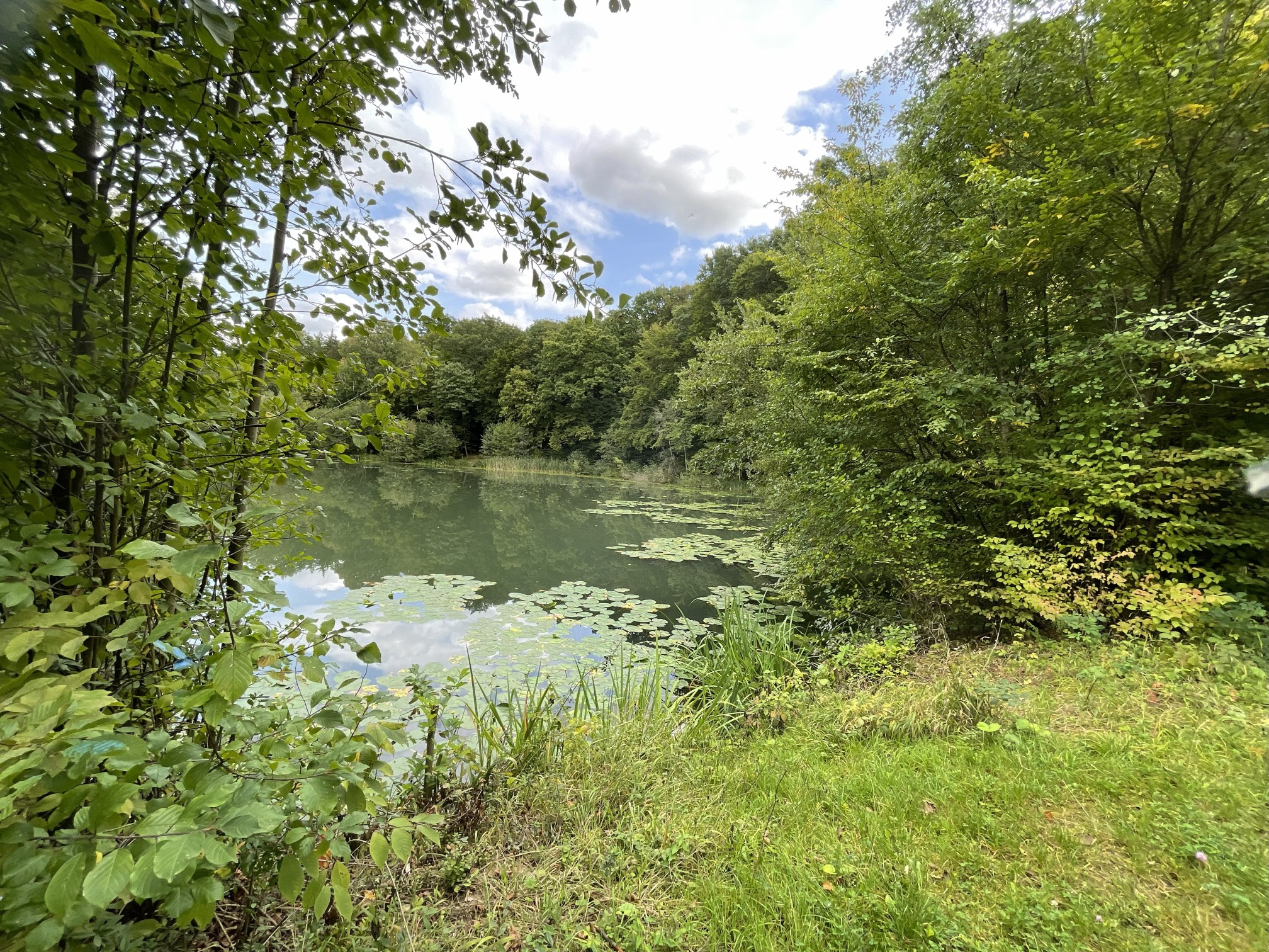 Idyllischer Waldteich