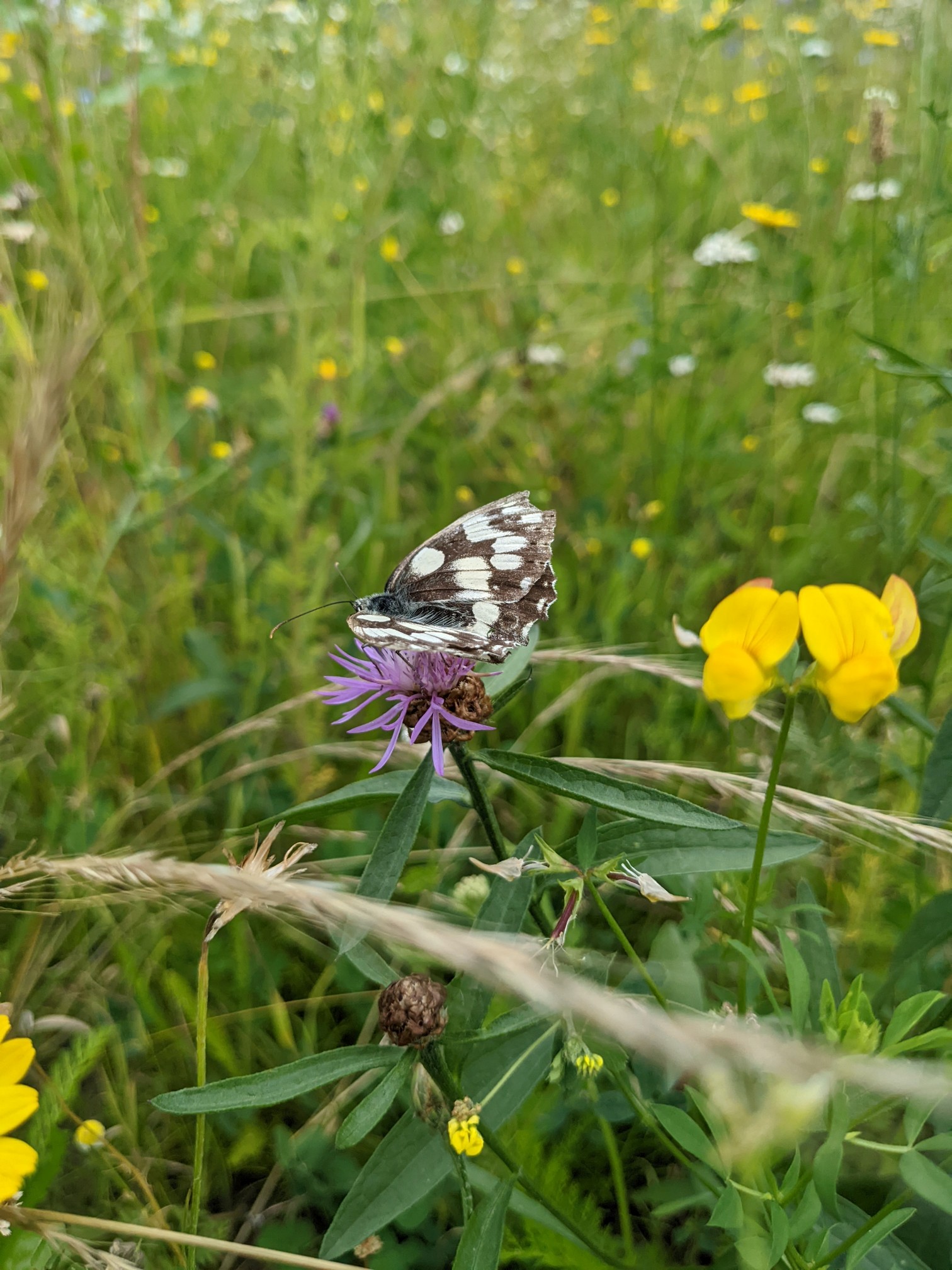 Schmetterling auf Wildblume
